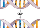 Identificare potenziali polimorfismi genetici a singolo nucleotide (SNP) associati all’infertilità maschile